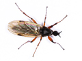 Bibio varipes